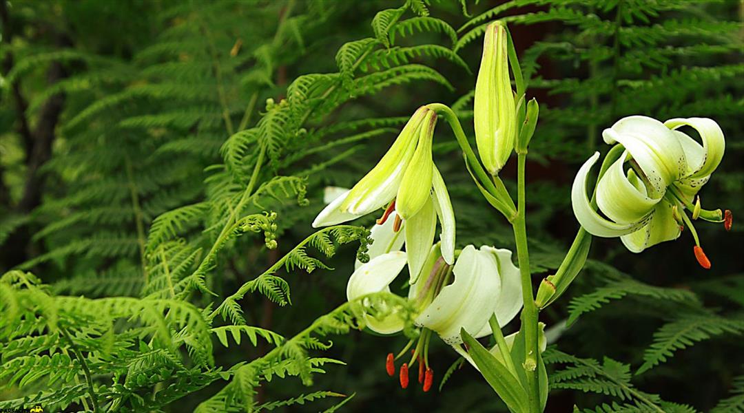 گل سوسن  (نام علمی: Lilium)