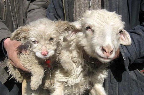 گوسفندی که سگ بدنیا آورد !