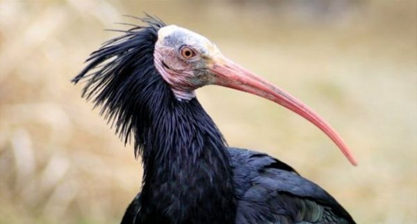 احتمال انقراض نسل یک پرنده کمیاب به دلیل حضور داعش !