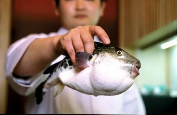 تولید داروی مسکن قوی با استفاده از سم ماهی