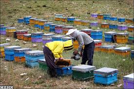 افزایش تولید عسل در ولسوالی‌های هرات