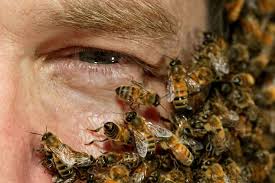 زنبورها به کمک مقابله با اقدامات تروریستی می‌آیند