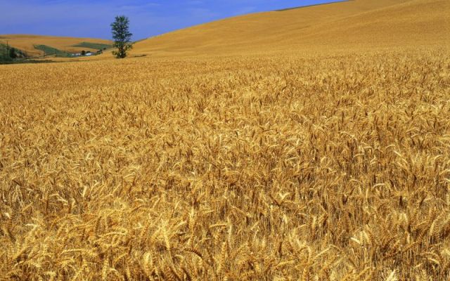 هفتاد میلیون دالر روی افزایش تولید گندم مصرف می‌شود