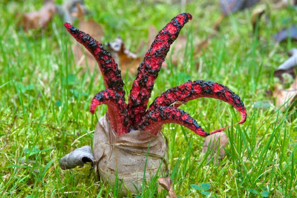 عجیب‌ترین سماروق جهان به نام "انگشتان شیطان"، یک گیاه بد بو و بدمزه است که در استرالیا می روید.
