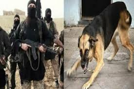 داعش اعضای خود را غذای سگ می کند !