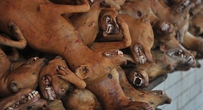 جمع آوری 11 میلیون امضای جهانی برای پایان سگ خوری در چین