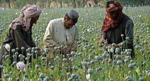 درآمدی ۶۸ میلیارد دالری مافیایی بین المللی از مواد مخدر افغانستان