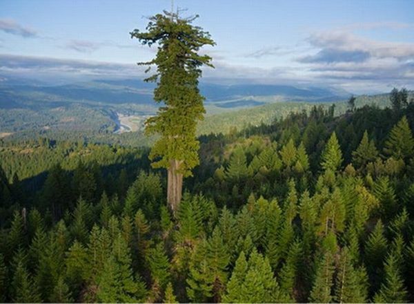 تصویر بلندترین درخت زمین