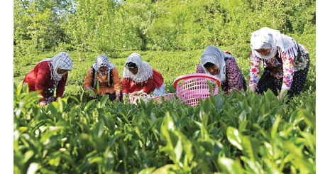 کنفرانس کشاورزی برای زنان هرات، فراه و بادغیس برگزار شد