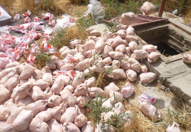 نزدیک به یک تن مرغ فاسد در کابل از بین برده شد
