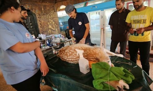 تداوی  حیوانات باغ‌وحش غزه بعد از حملات اسرائیل