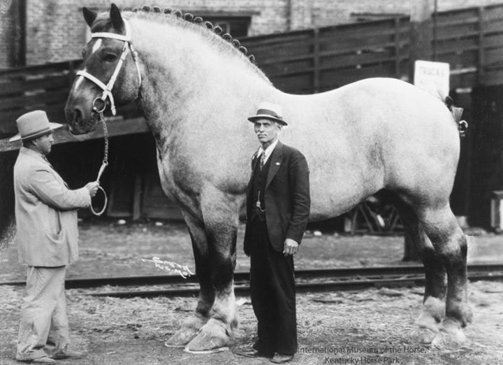 عظیم‌الجثه‌ترین اسب تاریخ