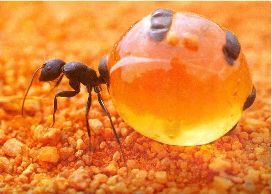 مورچه عسل!