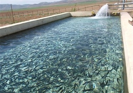 فرانسه در بخش پرورش ماهی در هرات سرمایه گذاری می کند