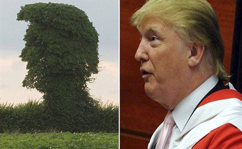 شباهت ترامپ با یک درخت