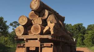 مجلس سنا برای جلوگیری از قطع جنگلات کنر هیات می فرستد