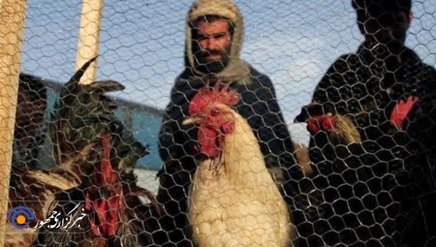 وزارت زراعت واردات و صادرات مرغ میان ولایات را ممنوع اعلام کرد