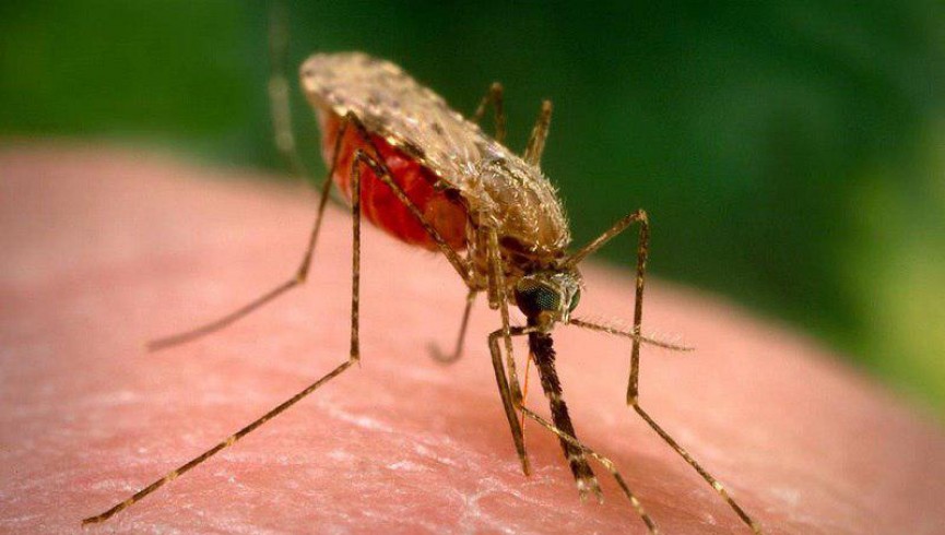 از 15 ثور امکان انتقال بیماری مالاریا امکان پذیر است