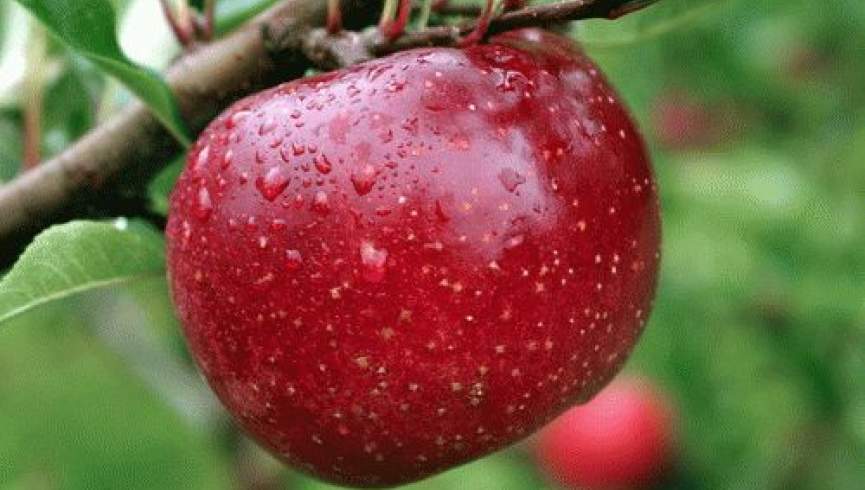 سیب سرخ غور به رقابت سیب وارداتی ایرانی می‌رود