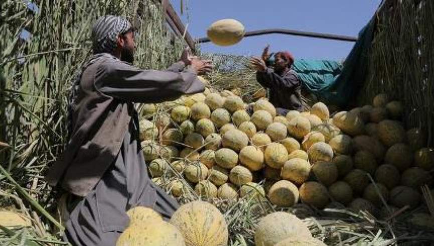 وزارت زراعت: سالانه بیش از 2 میلیارد دالر محصولات زراعتی وارد افغانستان می‌شود