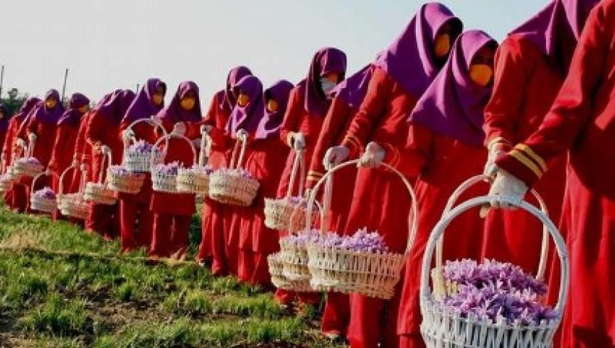 وزارت زراعت: تولیدات زعفران در سال جاری 22 درصد افزایش داشته است