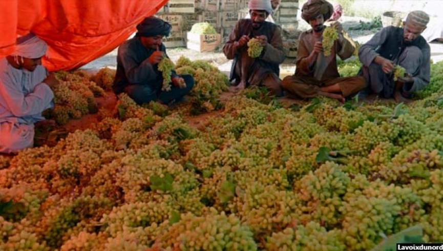 برای اولین بار 20 تن انگور تازه از بندر چابهار به هند صادر شد