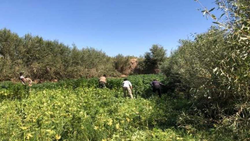 هفت جریب زمین زیر کشت چرس در هرات تخریب شد