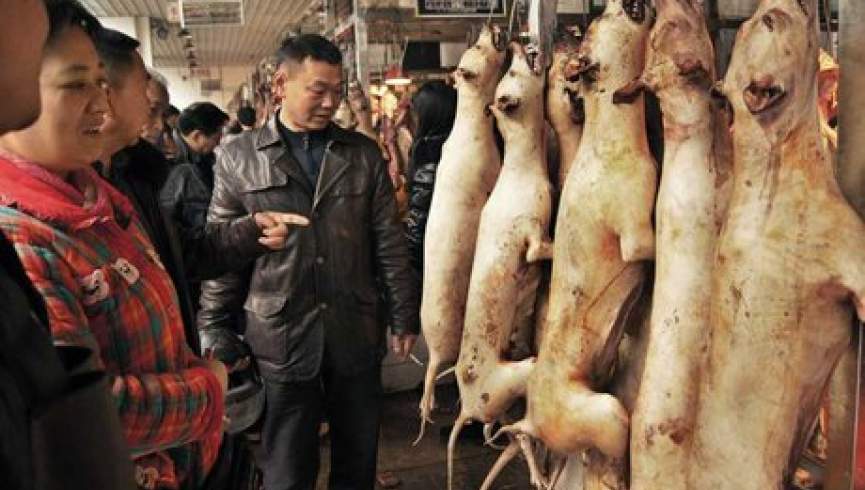 خوردن حیوانات وحشی در چین ممنوع شد