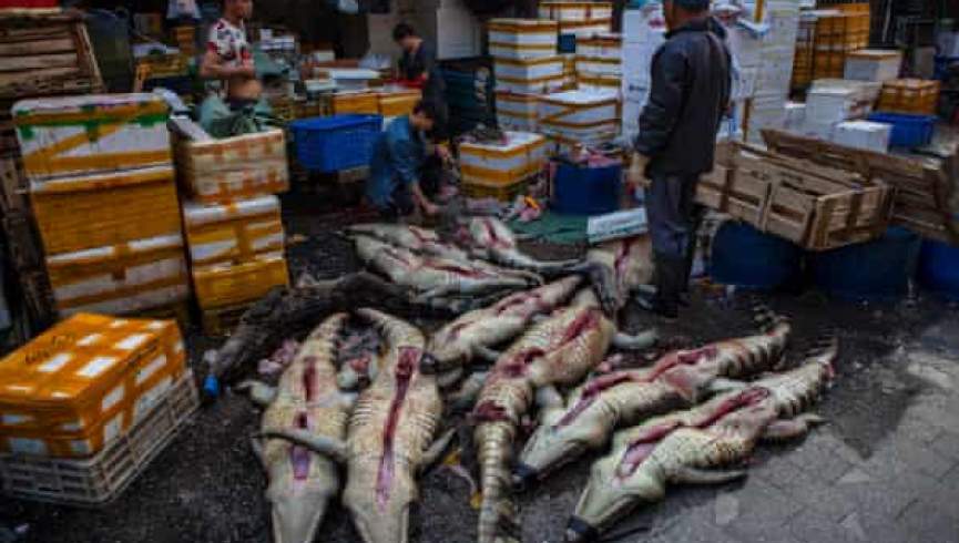 سازمان ملل : بازار‌های فروش حیوانات وحشی برای مبارزه با عالم گیری کرونا تعطیل می‌شود
