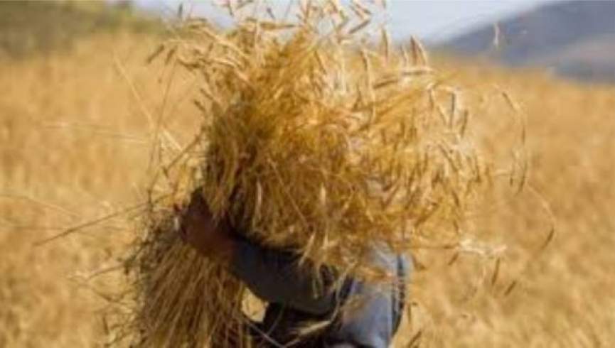 خشکسالی در افغانستان؛  تولید گندم یک میلیون تن کاهش می یابد