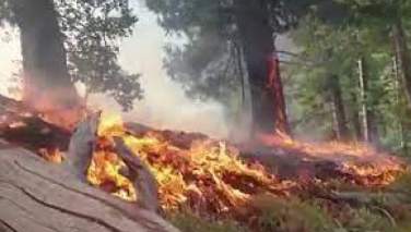 جنگلات در ولسوالی برگمتال نورستان آتش گرفت