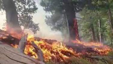 آتش‌سوزی در نورستان؛ 60 جریب جنگل طعمه آتش شدند