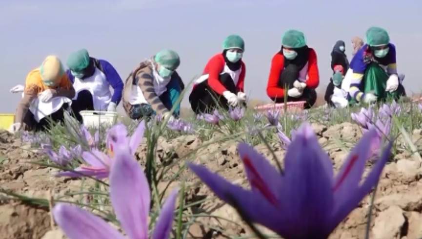 اتاق تجارت: صادرات زعفران هرات کاهش یافته‌است