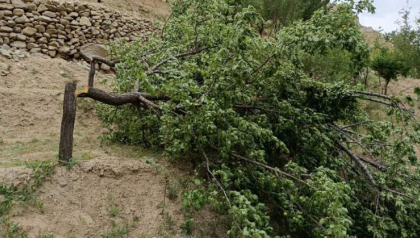 ده‌ها اصله درخت مثمر باشندگان جاغوری قطع شد