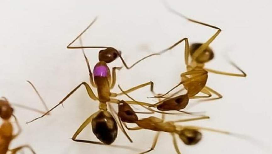 مورچه‌ها نیز عملیات جراحی قطع عضو انجام می‌دهند!