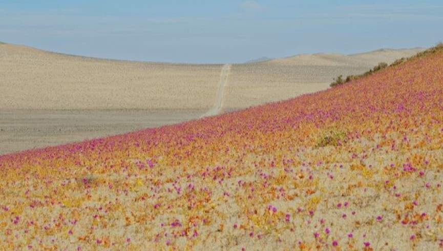 خشک ترین صحرای دنیا پر از گل شد