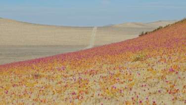 خشک ترین صحرای دنیا پر از گل شد